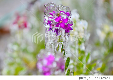 凍った花 氷花 Ice Flowerの写真素材