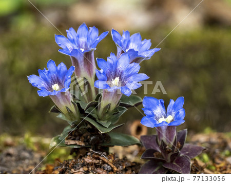 フデリンドウの花 77133056