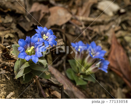 フデリンドウの花 77133058