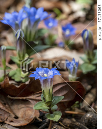 フデリンドウの花 77133068