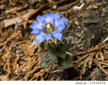 フデリンドウの花 77133078