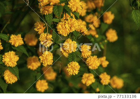 花 植物 黄色 77133136