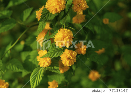 花 植物 黄色 77133147