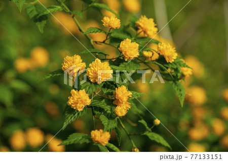 花 植物 黄色 77133151