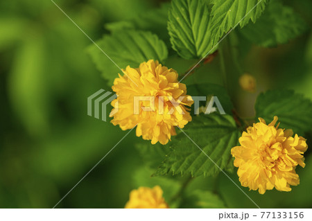 花 植物 黄色 77133156