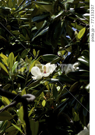 タイサンボク 泰山木 の白い花が咲いています 学名はmagnolia Grandifloraです の写真素材