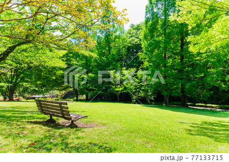 緑に包まれる公園のベンチ 緑に包まれる公園のベンチ 77133715
