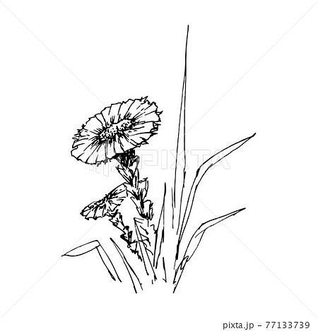 Coltsfoot. Vintage sketch of flower. Hand-drawn vector illustration, isolated on white 77133739