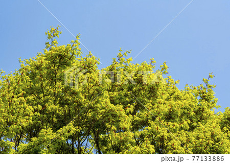 葉 緑 樹木 77133886
