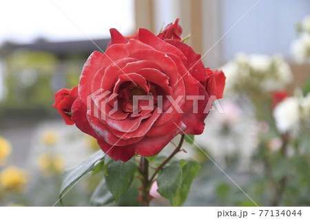 荒尾市 おもやい市民花壇 バラの花、 荒尾市 おもやい市民花壇 バラの花、 77134044