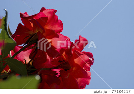 薔薇園に赤い薔薇の花が咲いています。このバラの名前はプリンセス・ミチコです。 薔薇園に赤い薔薇の花が咲いています。このバラの名前はプリンセス・ミチコです。 77134217