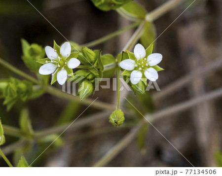 ネバリノミノツヅリの白い花 ネバリノミノツヅリの白い花 77134506