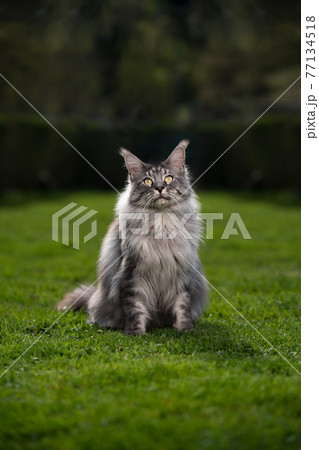 portrait of a beautiful silver tabby maine coon cat on green grass 77134518