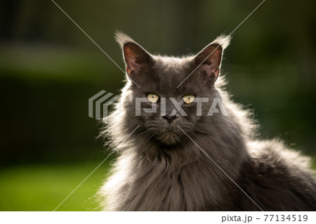 gray maine coon cat outdoors portrait in backlight 77134519