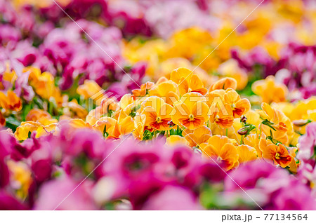 鮮やかな黄色のパンジー 鮮やかな黄色のパンジー 77134564