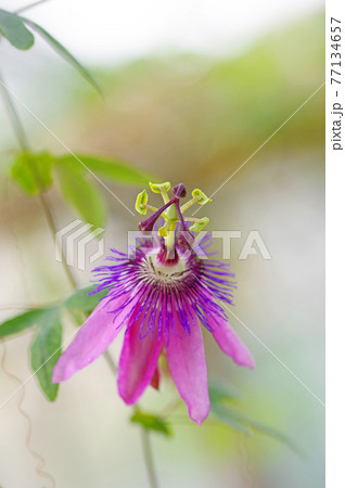 時計のようなユニークな花トケイソウアメジストの写真素材 時計のようなユニークな花トケイソウアメジストの写真素材