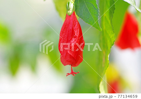 下向きの緋赤色の花熱帯アメリカ原産のウナズキヒメフヨウの写真素材