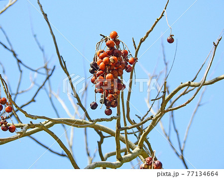 実の中の黒い種が羽根つきの羽根になるムクロジの木 77134664