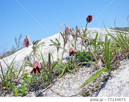岩間に群生する暗赤紫色のオキナグサと青空 岩間に群生する暗赤紫色のオキナグサと青空 77134675