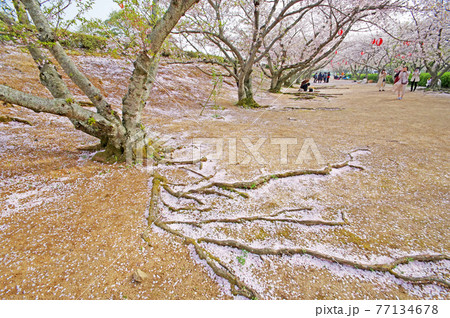 地面をはう桜の木の根とピンクの花むしろの写真素材