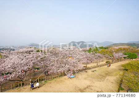 下関市の桜の名所戦場ヶ原公園展望所より 下関市の桜の名所戦場ヶ原公園展望所より 77134680