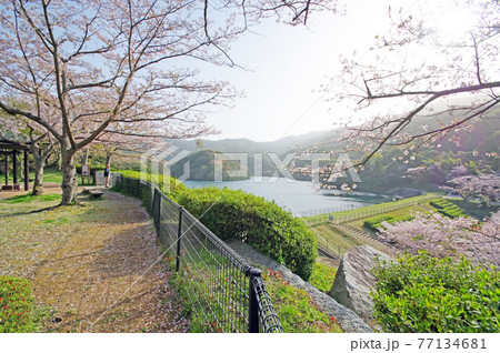 北九州市小倉南区の桜スポット昭和池公園 77134681