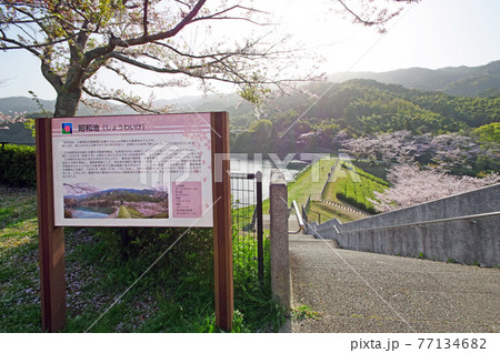 北九州市小倉南区の桜スポット昭和池公園 77134682