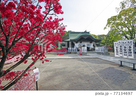 桃の名所直方市の多賀神社拝殿とキクモモ 77134697