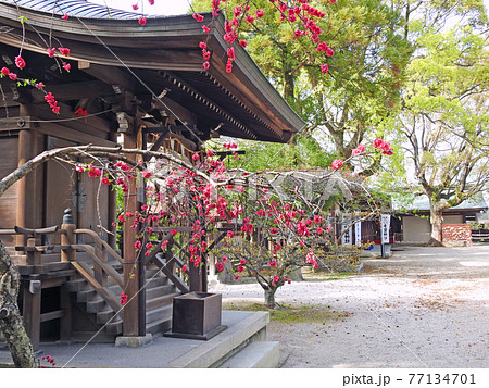 桃の名所福岡県直方市の多賀神社境内の枝垂れ桃の花の写真素材