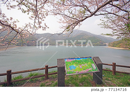 山口県下関市の市民憩いの場深坂自然の森 77134716