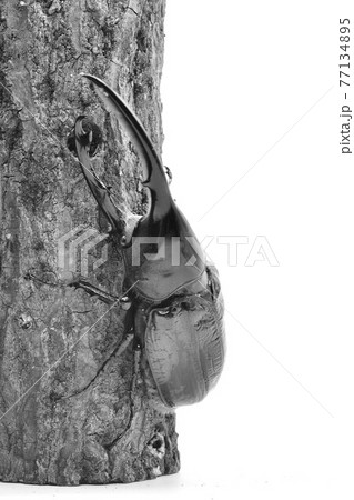 ヘラクレス　リッキー 77134895