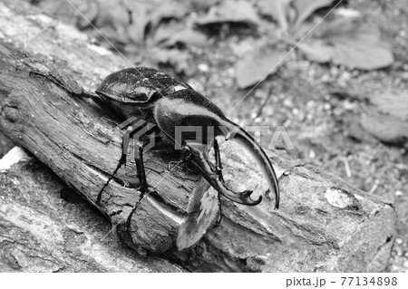 ヘラクレス　リッキー 77134898