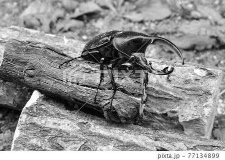 ヘラクレス　リッキー 77134899