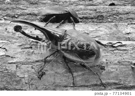 ヘラクレス　リッキー 77134901