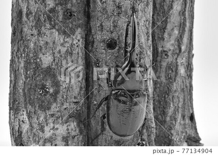 ヘラクレス　リッキー 77134904