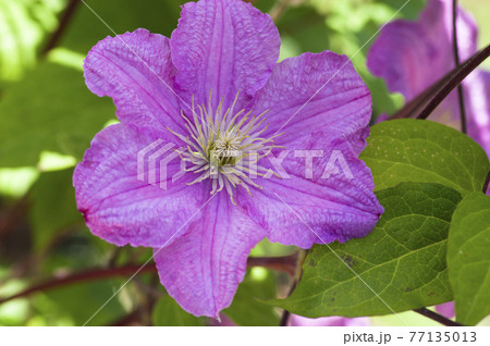 ピンク色のクレマチスの花が咲いています 学名はclematisです の写真素材