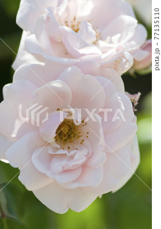 薔薇園に薄ピンク色の薔薇の花が咲いています。このバラの名前はニュードーンです。 薔薇園に薄ピンク色の薔薇の花が咲いています。このバラの名前はニュードーンです。 77135110