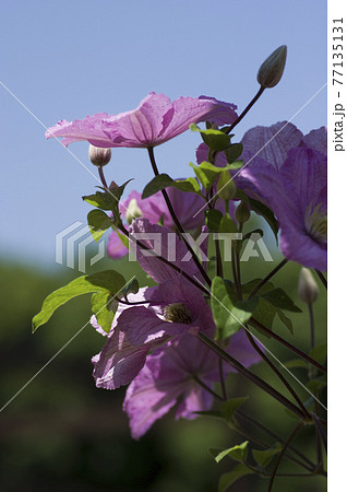 ピンク色のクレマチスの花が咲いています 学名はclematisです の写真素材