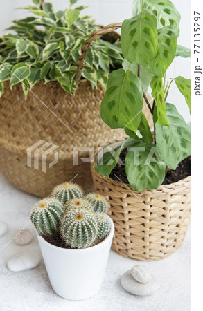 Ficus benjamin in a straw basket, maranta kerchoveana and cactus Ficus benjamin in a straw basket, maranta kerchoveana and cactus 77135297
