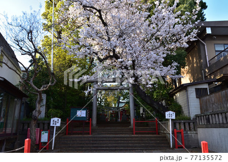 世田谷・六所神社の鳥居と桜 77135572