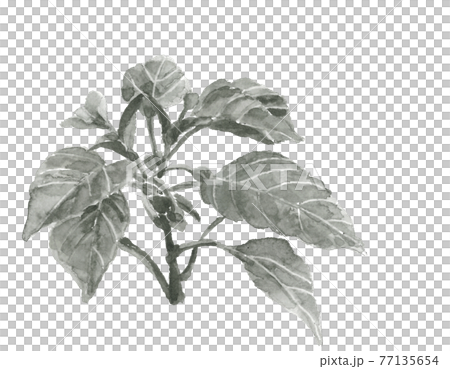 ピーマンの苗 水墨画風水彩画 モノトーン野菜 素材 白バック コピースペースあり Pngのイラスト素材 ピーマンの苗 水墨画風水彩画 モノトーン野菜 素材 白バック コピースペースあり Pngのイラスト素材