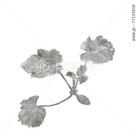 モノトーンのズッキーニの苗 水墨画風水彩画 モノトーン野菜 素材 白バック Pngのイラスト素材