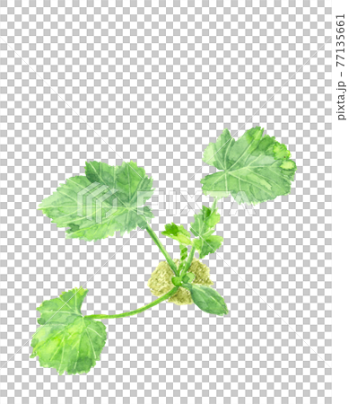 Zucchini seedlings with mud [Hand-painted watercolor] Vegetable material White background PNG 77135661