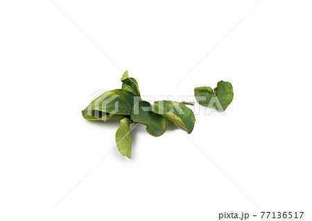 The green leaf of lemon isolate on white background. The green leaf of lemon isolate on white background. 77136517