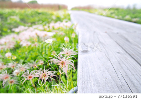 木道脇のチングルマの花畑(果穂) 77136591