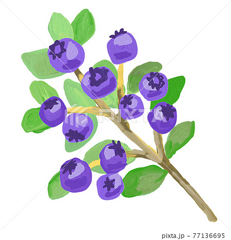 ブルーベリー 枝のイラスト素材