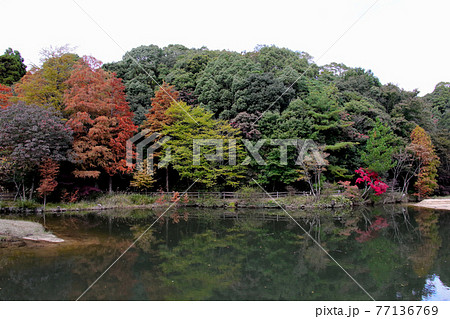 兵庫県立甲山森林公園のみくるま池の紅葉 77136769