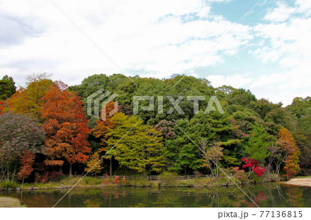 兵庫県立甲山森林公園のみくるま池の紅葉　空を多めに 77136815