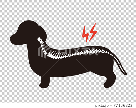 犬のシルエット 椎間板ヘルニア ダックスフンドのイラスト素材