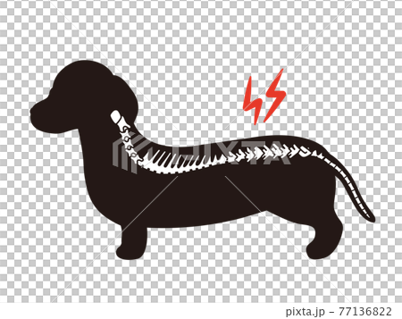 犬のシルエット 椎間板ヘルニア ダックスフンドのイラスト素材
